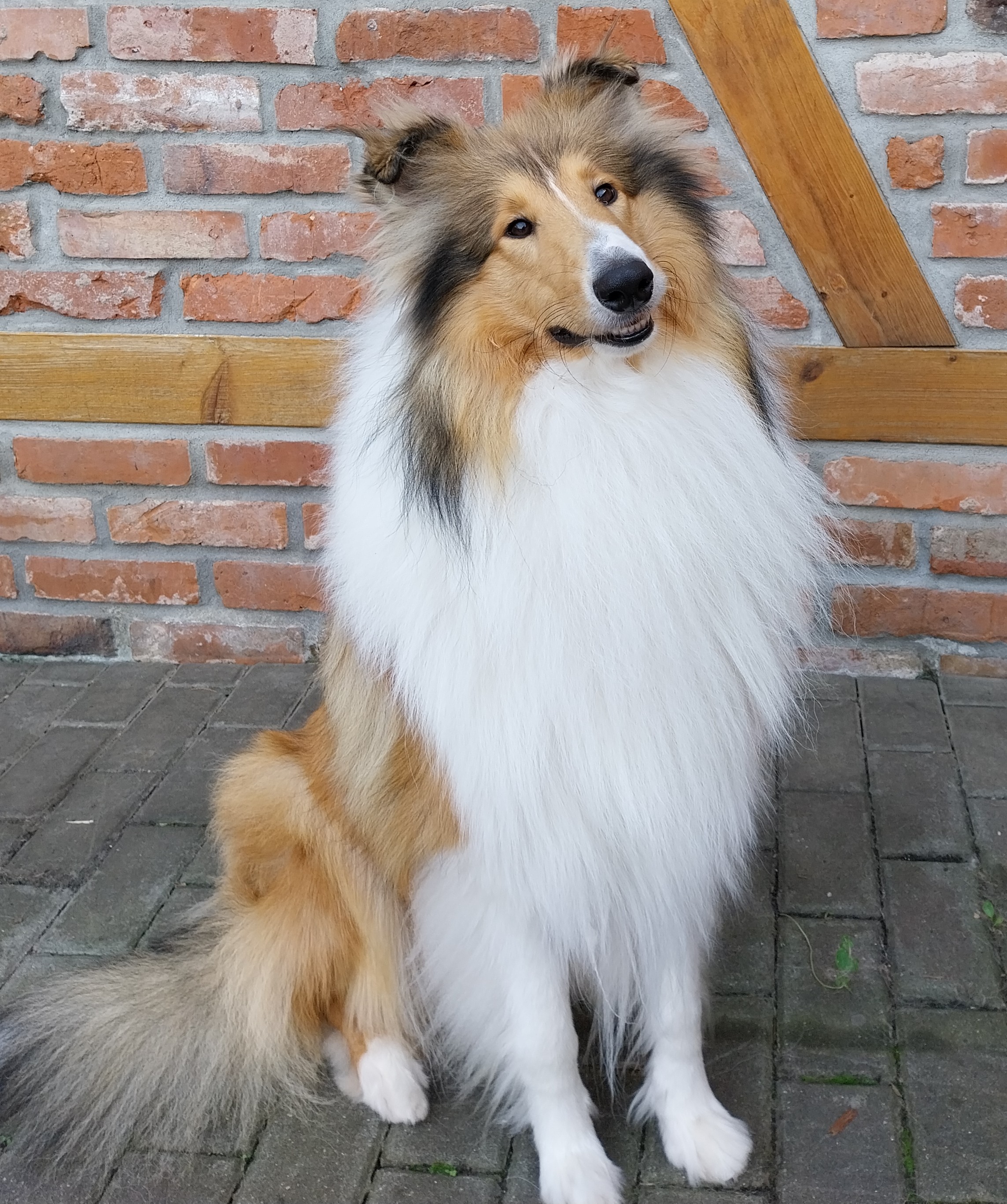Moki 22